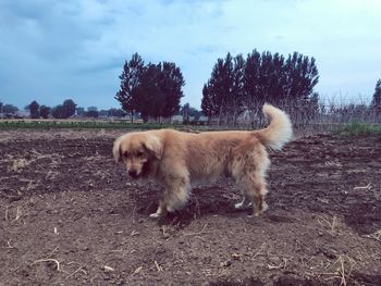 View of a dog on field