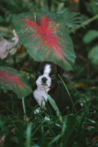 Close-up of a dog on leaves