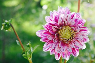 Close-up of pink flower blooming outdoors