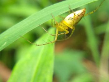 Close-up of insect on leaf