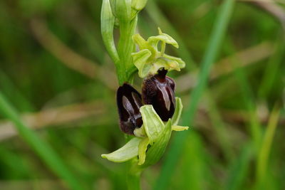 Close-up of flower on plant
