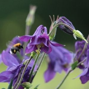 Close-up of honey bee on purple flower