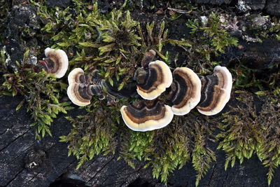 Close-up of mushrooms