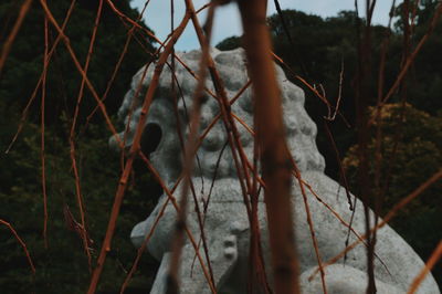 Close-up of giraffe in forest