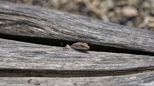 Close-up of lizard on wood