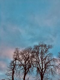 Low angle view of silhouette bare tree against sky