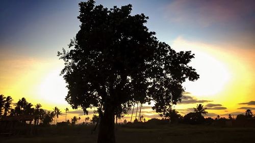 Sun shining through trees on field