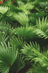 Close-up of palm tree