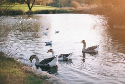 Swans swimming in lake