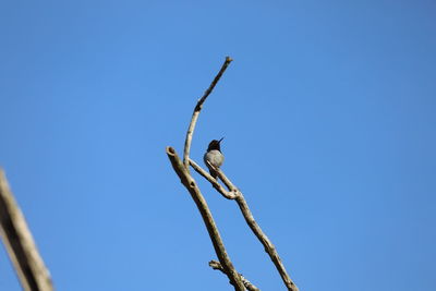 Low angle view of bird perching on branch against blue sky