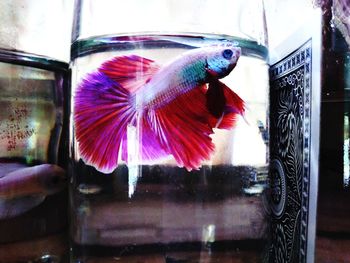 Close-up of fish swimming in glass