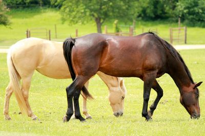 Horses in a field