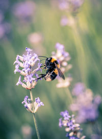 Close-up of bee pollinating on lavender