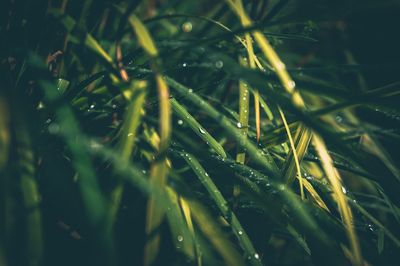 Close-up of grass