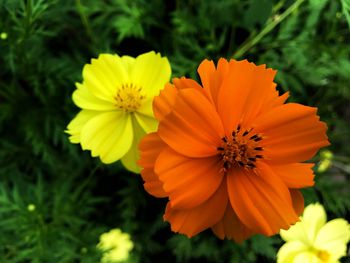 Close-up of yellow flowering plant