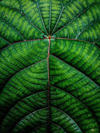 Full frame shot of green leaf