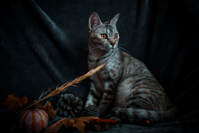 Close-up of a cat looking away