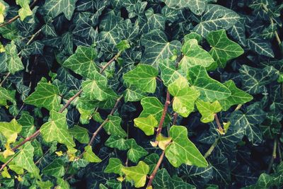 High angle view of leaves
