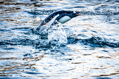 Gentoo penguin - pygoscelis papua - diving out of the water