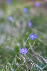 Close-up of purple flowers blooming outdoors