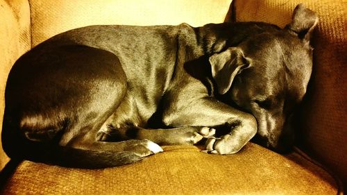 Cat sleeping on sofa