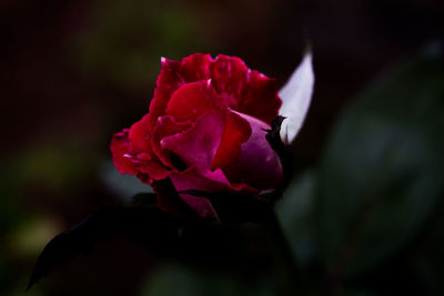 Close-up of pink rose