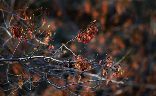 Close-up of berries growing on tree