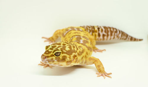 Close-up of a lizard on white background