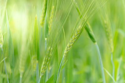 Close-up of wheat growing on field