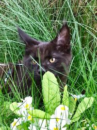 Portrait of a cat on field