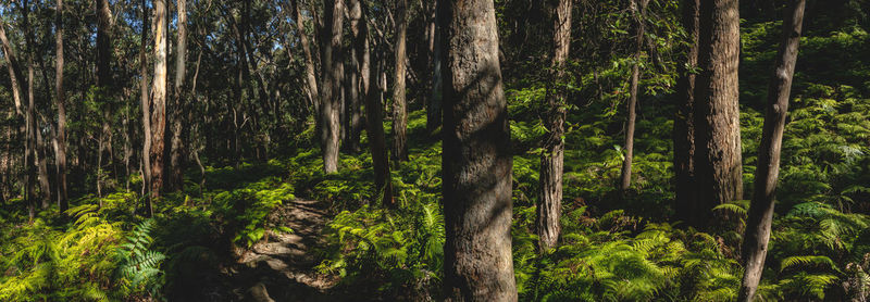 View of trees in forest