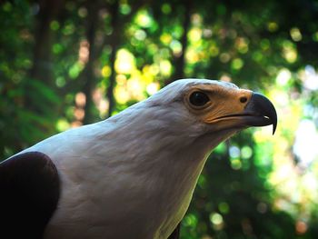 Close-up of an eagle