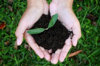 Close-up of hand holding plant