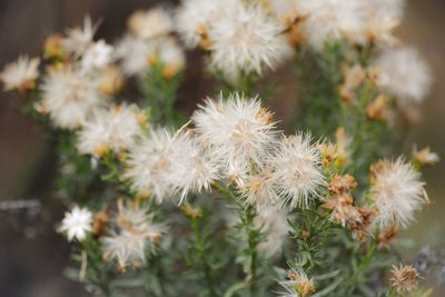 Close-up of flowers