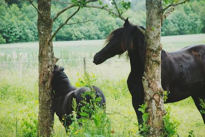 Friesian horse and foal by trees