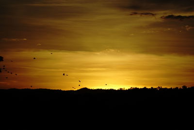 Silhouette birds flying in sky during sunset