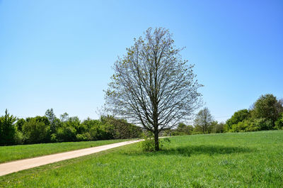 Tree on field against clear sky