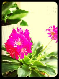 Close-up of pink flowers