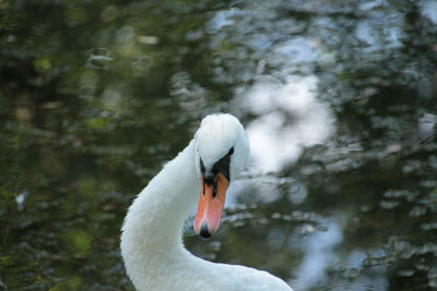 Close-up of swan floating on lake