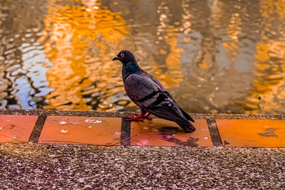 Close-up of pigeon perching on a bird