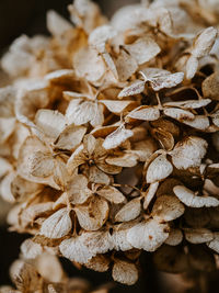 Close-up of dried plant