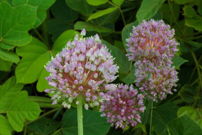 Close-up of purple flowers blooming outdoors