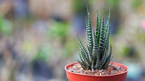 Close-up of plant against blurred background