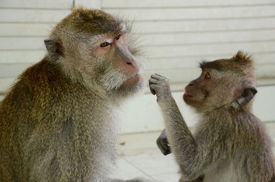 Close-up of monkey sitting outdoors