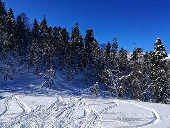 Snow covered trees against clear blue sky