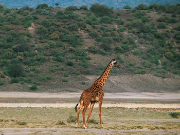 Giraffe standing on land