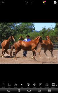 Group of horses on the ground