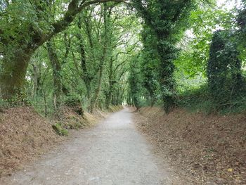 Dirt road amidst trees in forest