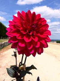 Close-up of red flowering plant against sky