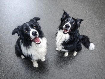 High angle portrait of border collies sitting on road